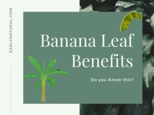 Banana leaf benefits